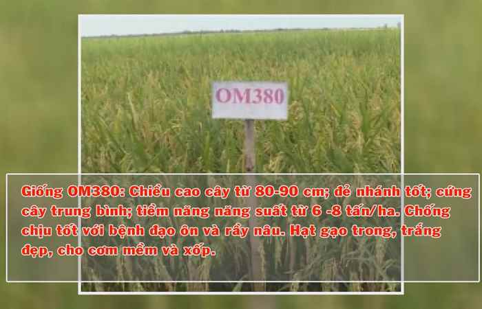Khuyến nông - Giới thiệu giống lúa cho vụ Hè Thu năm 2021 (30-03-2021)